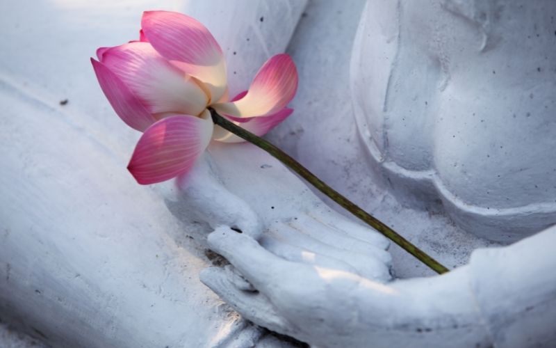 la signification de la fleur de lotus de bouddha