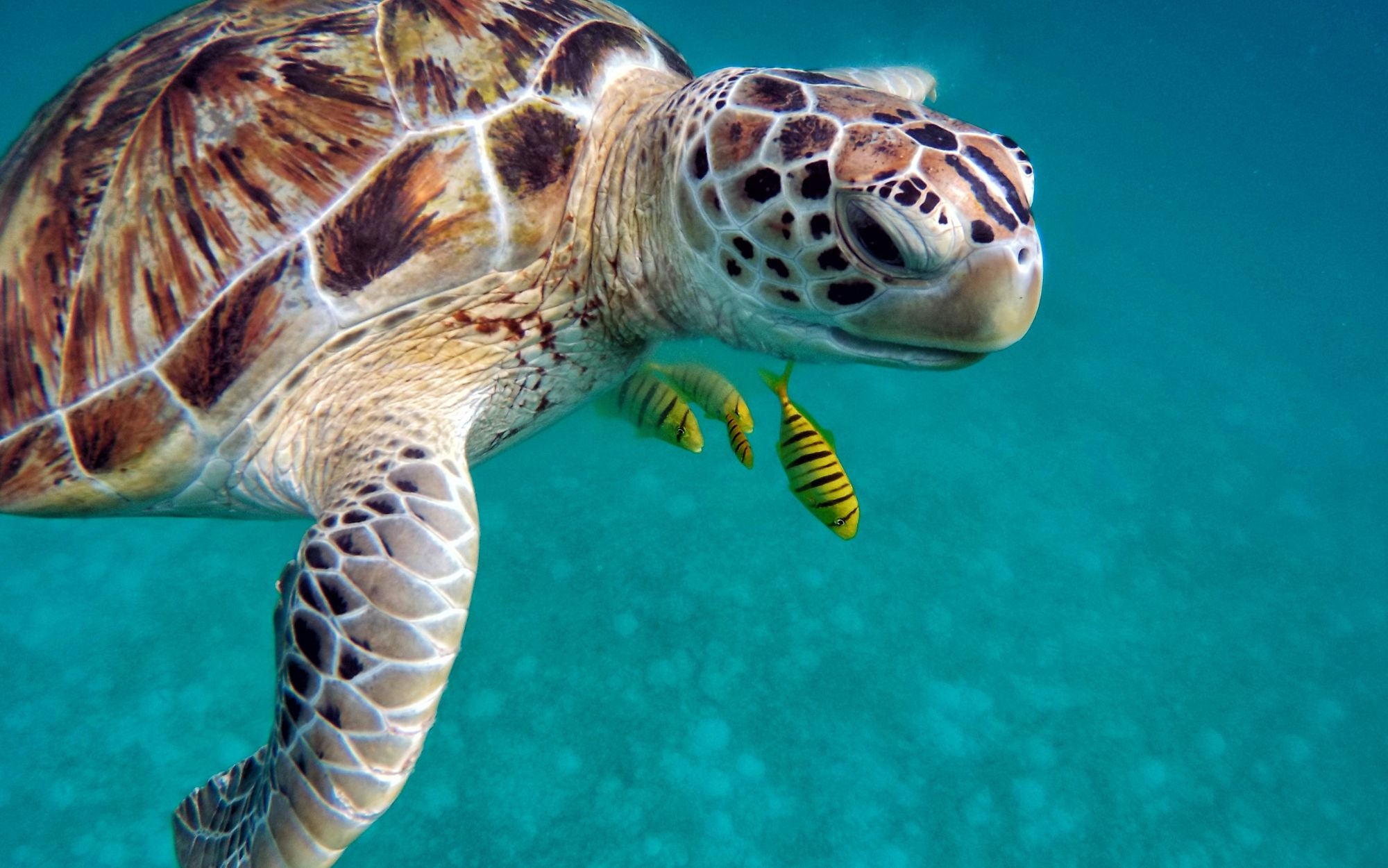 signification spirituelle de la tortue